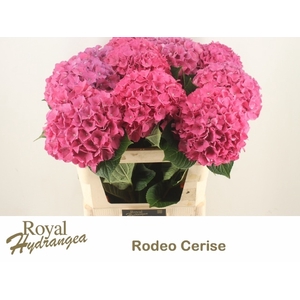 HYDR M CH RODEO RD