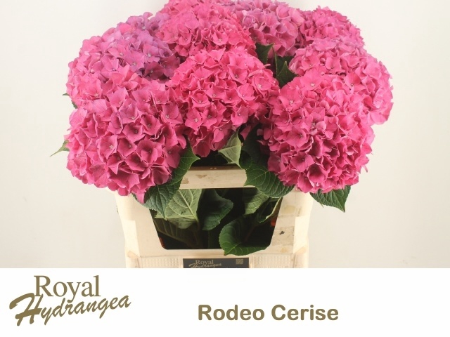 <h4>HYDR M CH RODEO RD</h4>