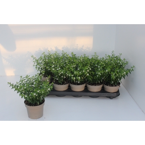 CUPH HYSSOPIFOLIA