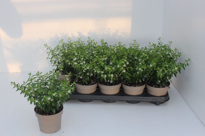 <h4>CUPH HYSSOPIFOLIA</h4>