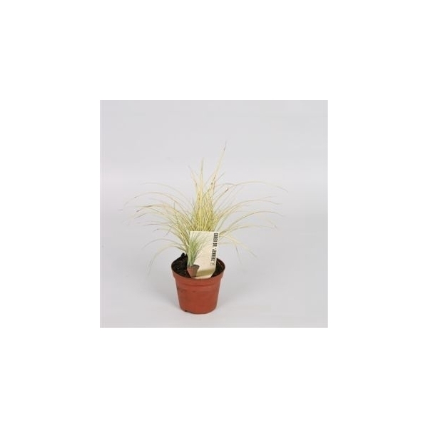 Graminées Carex brunnea 'Jenneke'