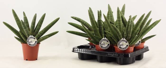 Sansevieria Double Boncellensis 12 cm