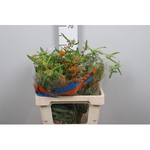 Ascl Tuberosa (x50)