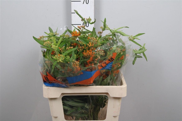 <h4>Ascl Tuberosa (x50)</h4>