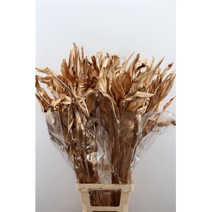 Dried Strelitziablad Ant Goud P Stem