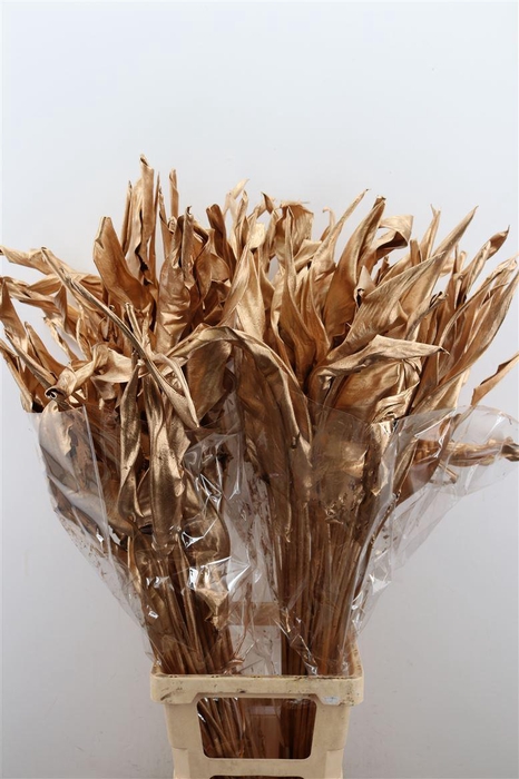 <h4>Dried Strelitziablad Ant Goud P Stem</h4>