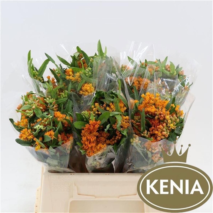 <h4>ASCL TUBEROSA</h4>