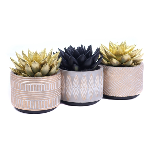 <h4>Echeveria zwart en goud geverfd 10,5 cm in keramieke pot</h4>