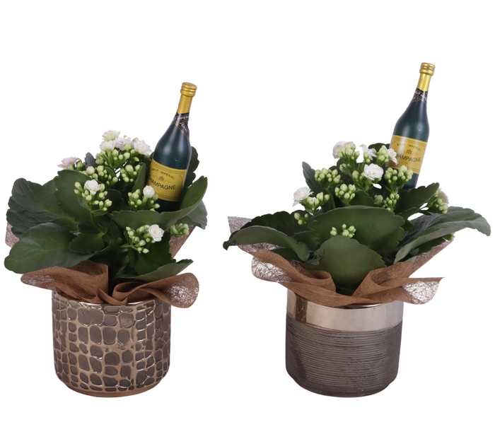 <h4>New Year Arr. Indoor Ceramic Pure Luxury N568 Ø10cm 1PP</h4>