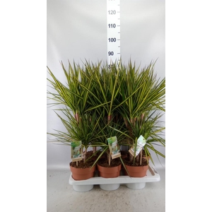 Dracaena marg. 'Sunray'