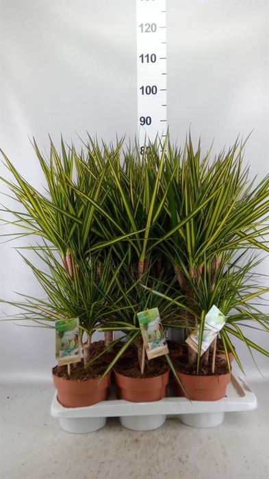 <h4>Dracaena marg. 'Sunray'</h4>