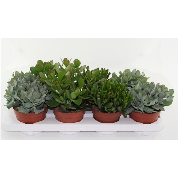 <h4>Crassula Mix</h4>