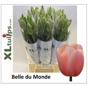 Tu Fr En Belle Du Monde