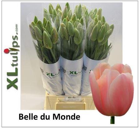 <h4>Tu Fr En Belle Du Monde</h4>