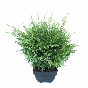 Juniperus horizontalis 'Andorra Compact' P17