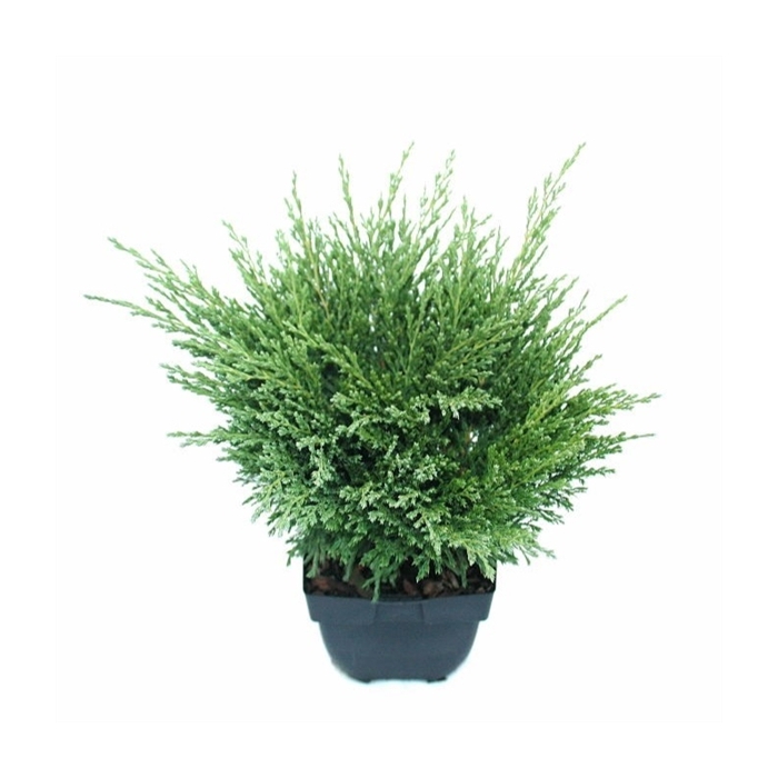 <h4>Juniperus horizontalis 'Andorra Compact' P17</h4>