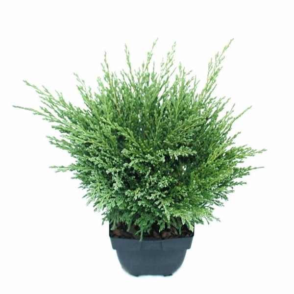 <h4>Juniperus horizontalis 'Andorra Compact' P17</h4>