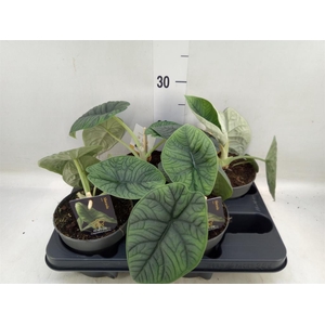 Alocasia   ...