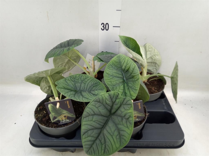 <h4>Alocasia ...</h4>
