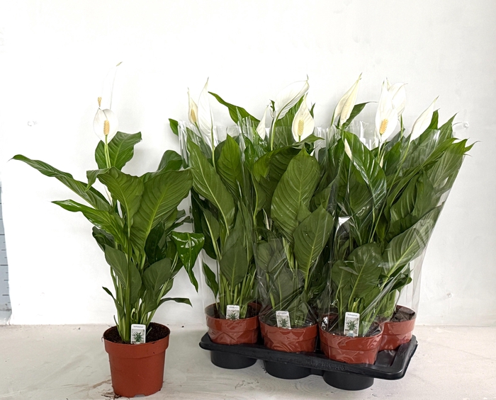 <h4>SPATH SWEET SILVIO</h4>