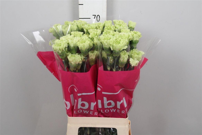 <h4>Di St Goblin</h4>