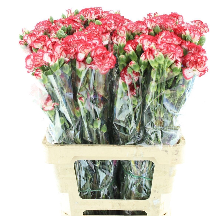 <h4>DI TR MINUETTO</h4>