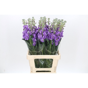 Matthiola Iron Blue