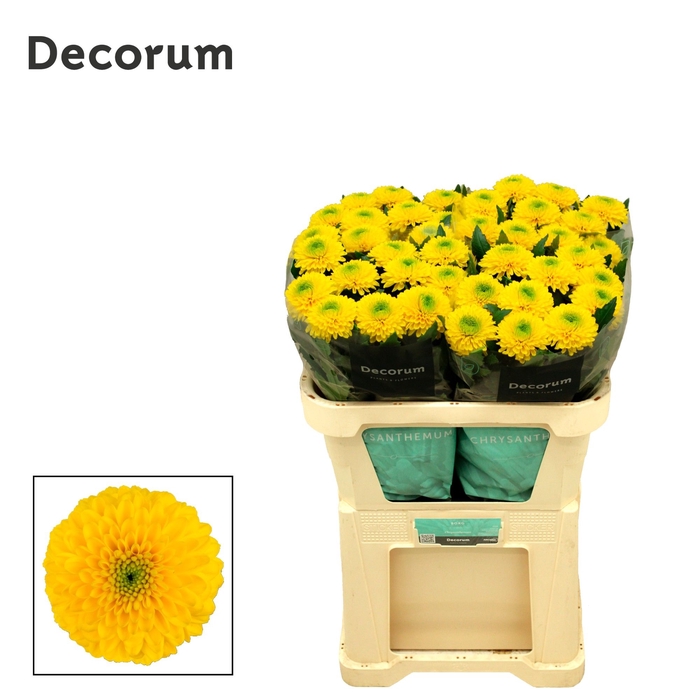 <h4>Chrysanten Chr G Brasiliana</h4>
