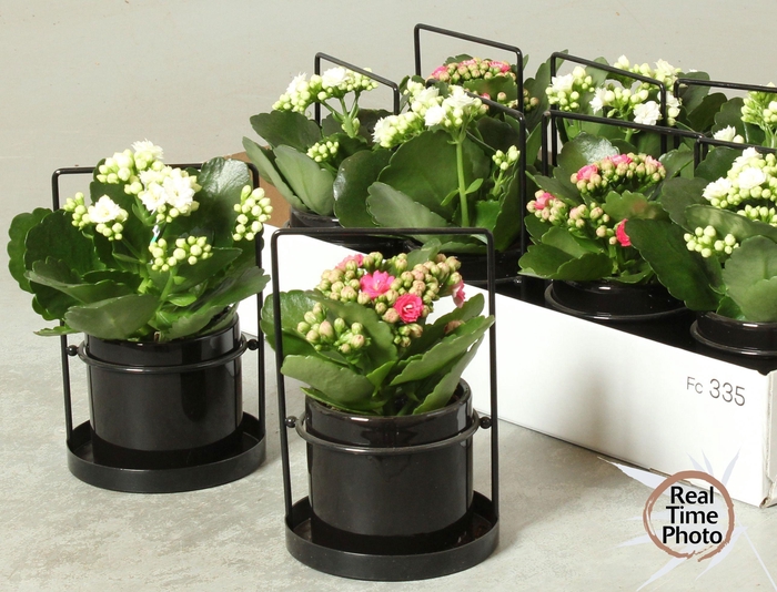 <h4>ARR KAMERPL</h4>