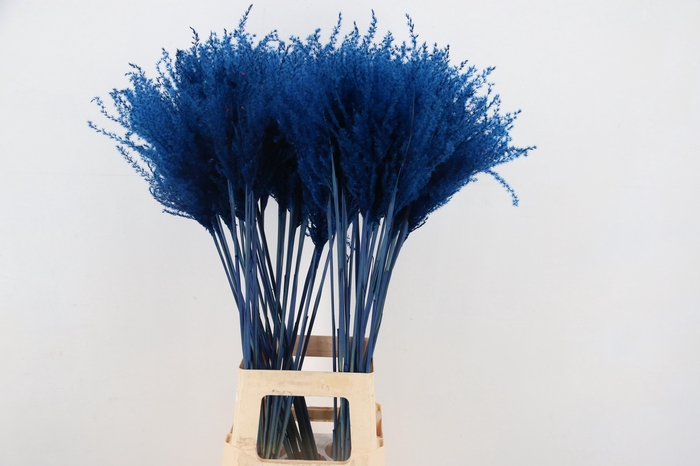 <h4>DF Miscanthus 90cm Blue</h4>