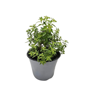 Bio tuinplanten Citroenverbena