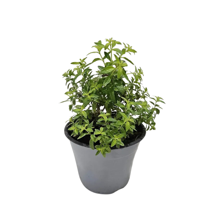 <h4>Bio tuinplanten Citroenverbena</h4>