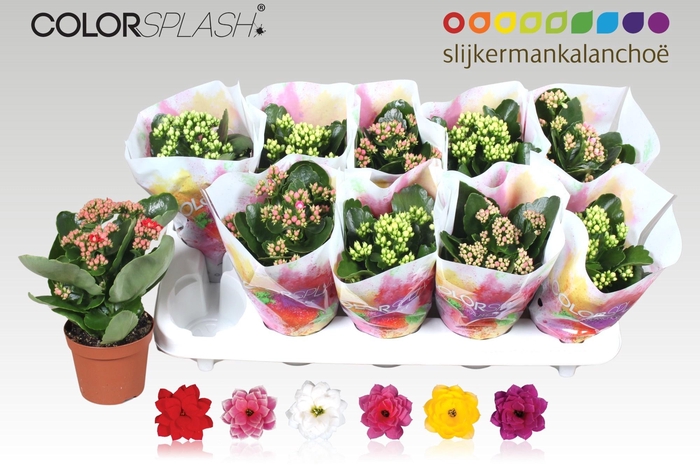 <h4>KAL GE GEM 6 KL</h4>