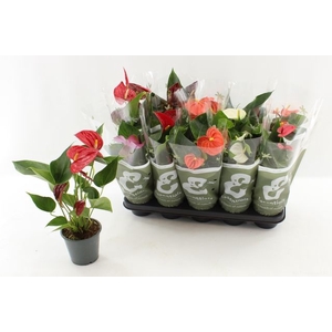 ANTHURIUM MIX P12