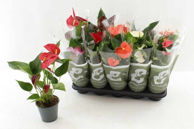 <h4>ANTHURIUM MIX P12</h4>