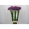Allium 'Gladiator'