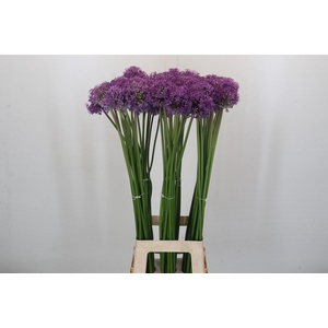 Allium 'Gladiator'