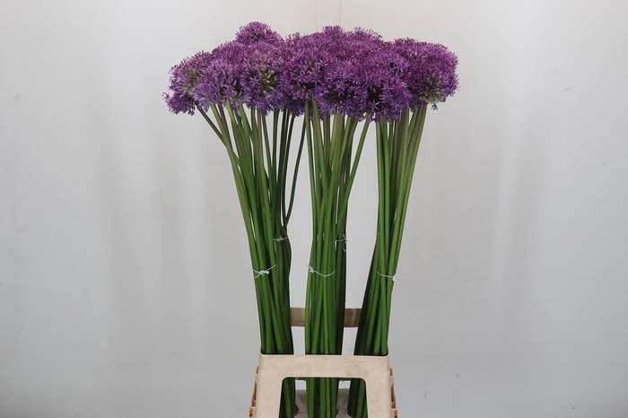 <h4>Allium 'Gladiator'</h4>