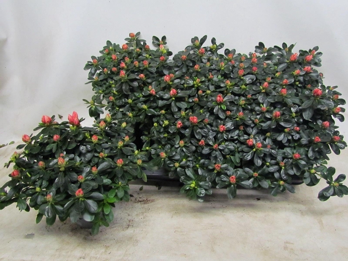 <h4>RHODO SI C MATTELIN</h4>