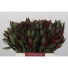 Leucadendron Saf Sunset Dark R.