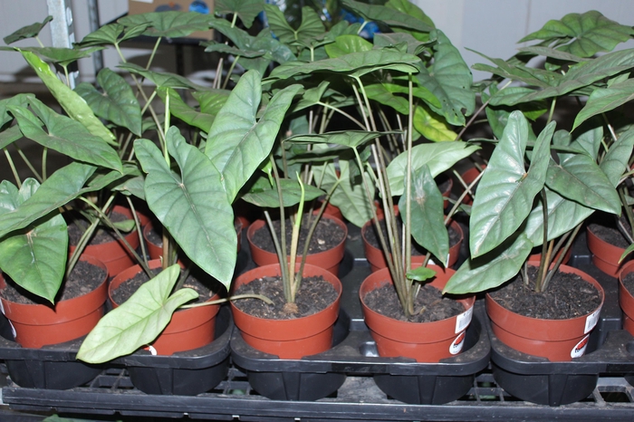 <h4>ALOCASIA BISMA P17</h4>