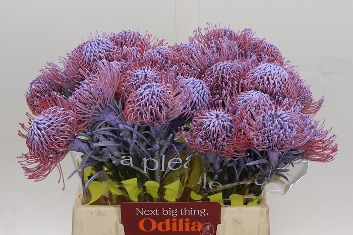 <h4>Nutans Painted Milka</h4>