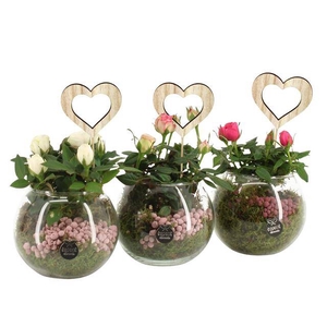 arr. Kamerplanten