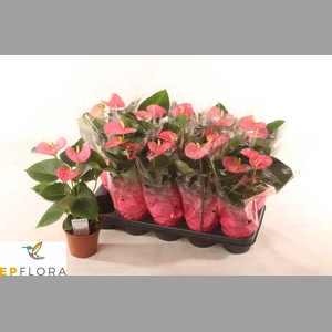 ANTHU AN ARISA PINK