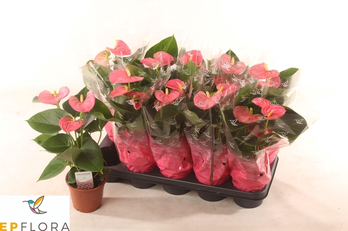 <h4>ANTHU AN ARISA PINK</h4>