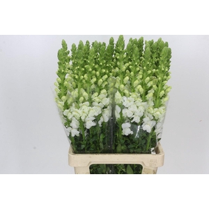 Antirrhinum Potomac White