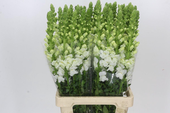 <h4>Antirrhinum Potomac White</h4>