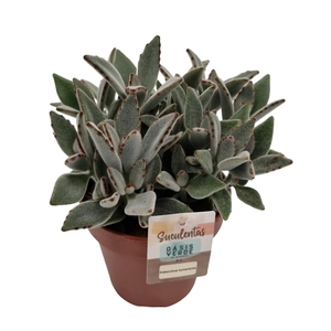 Kalanchoe tomentosa