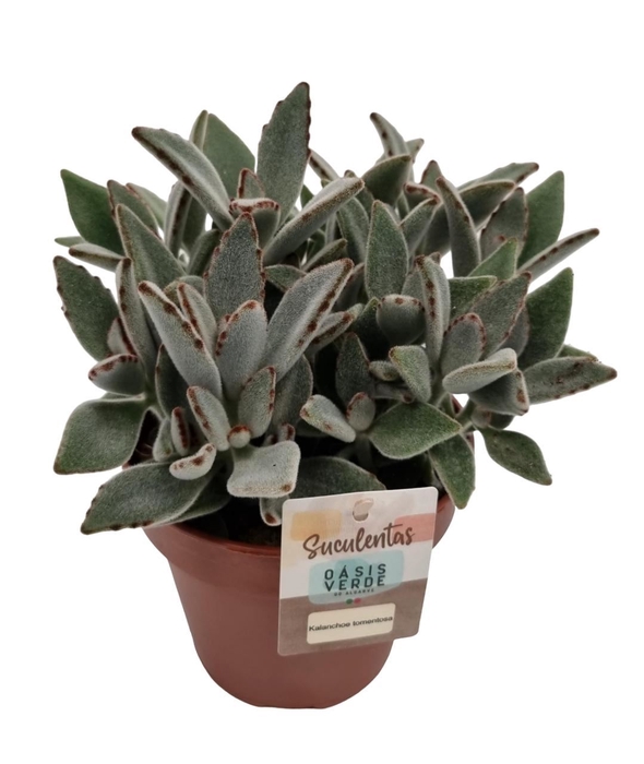 Kalanchoe tomentosa