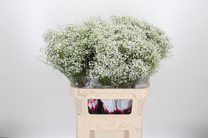 <h4>Gyps Pa Zi Discovery</h4>